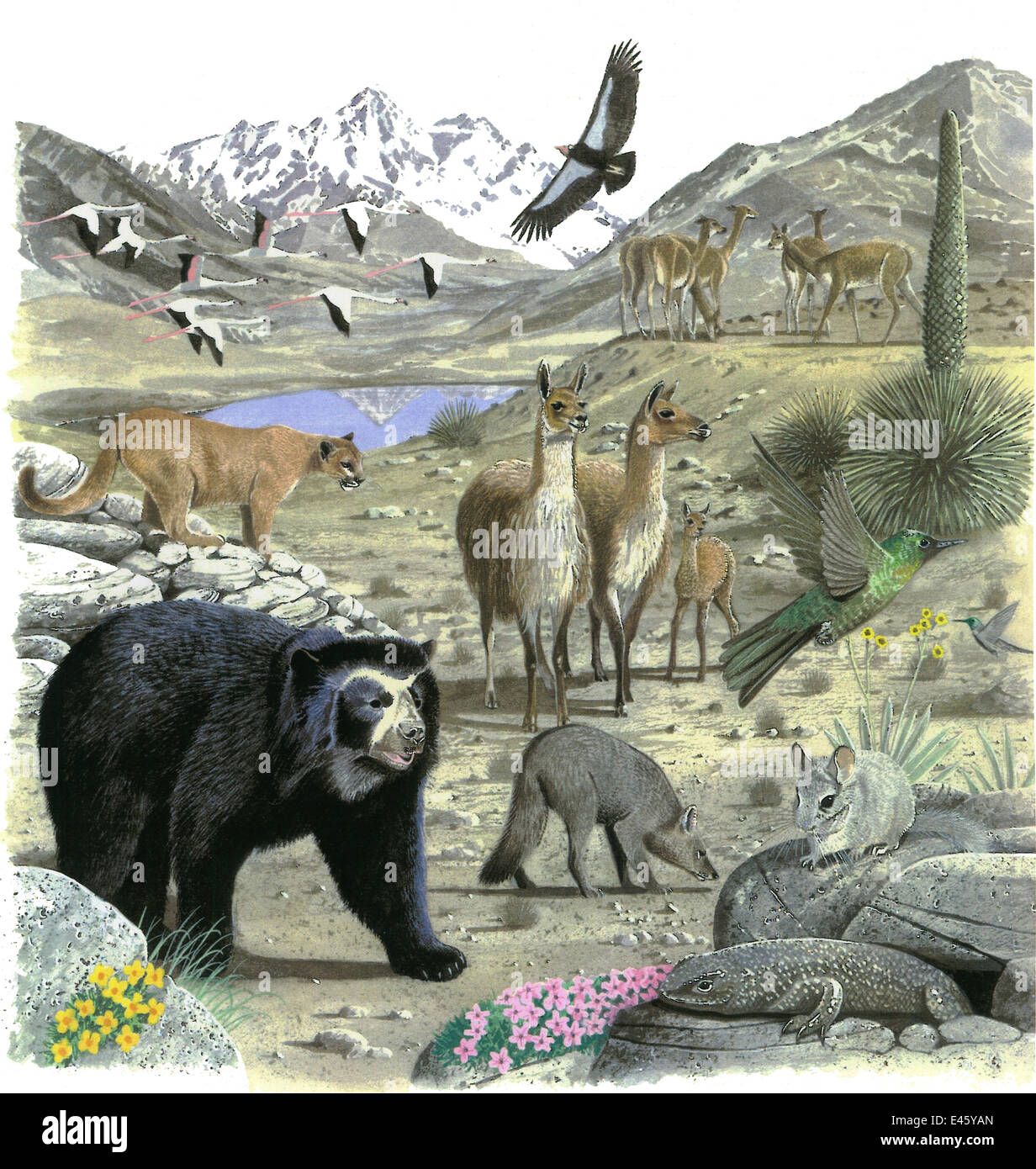 Illustration of wildlife of the Andes: South America Alpaca (Vicugna  pacos), centre; Cougar / Puma / Mountain lion / Mountain cat / Catamount /  Panther (Puma concolor), left; Spectacled / Andean bear (