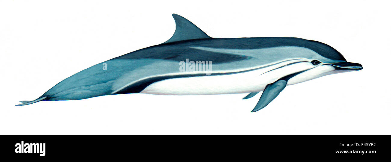 Illustration of Striped dolphin (Stenella coeruleoalba), Delphinidae (Wildlife Art Company). Stock Photo