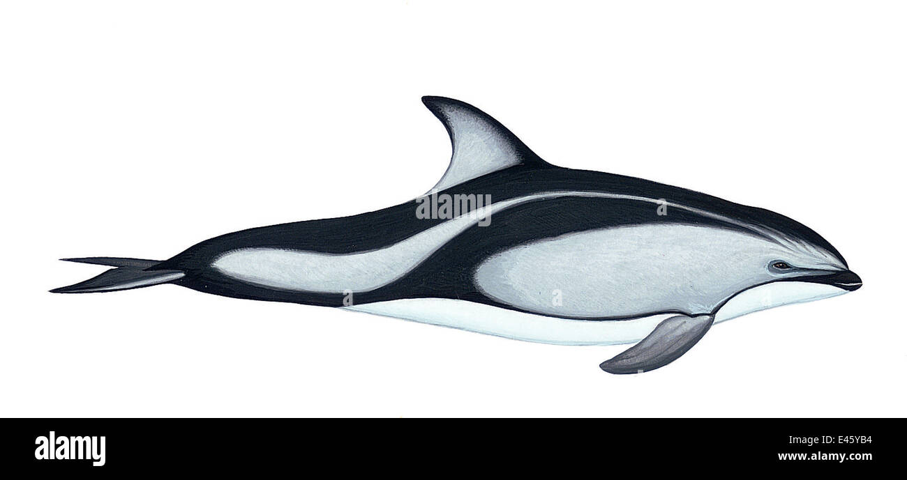 Illustration of Pacific white-sided dolphin / Lag (Lagenorhynchus obliquidens), Delphinidae (Wildlife Art Company). Stock Photo