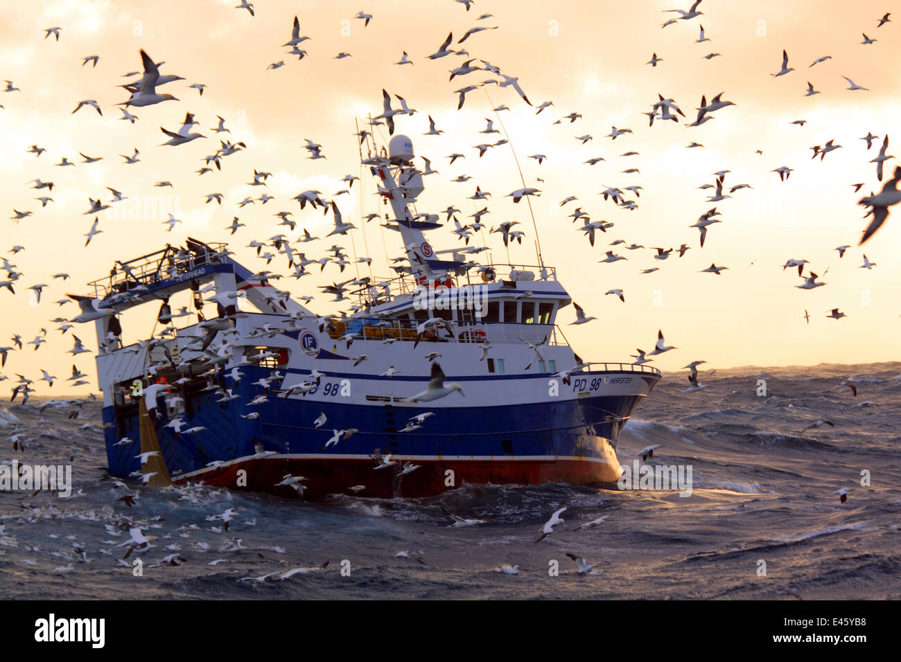 Fishing vessel "Harvester" surrounded by Northern (Morus