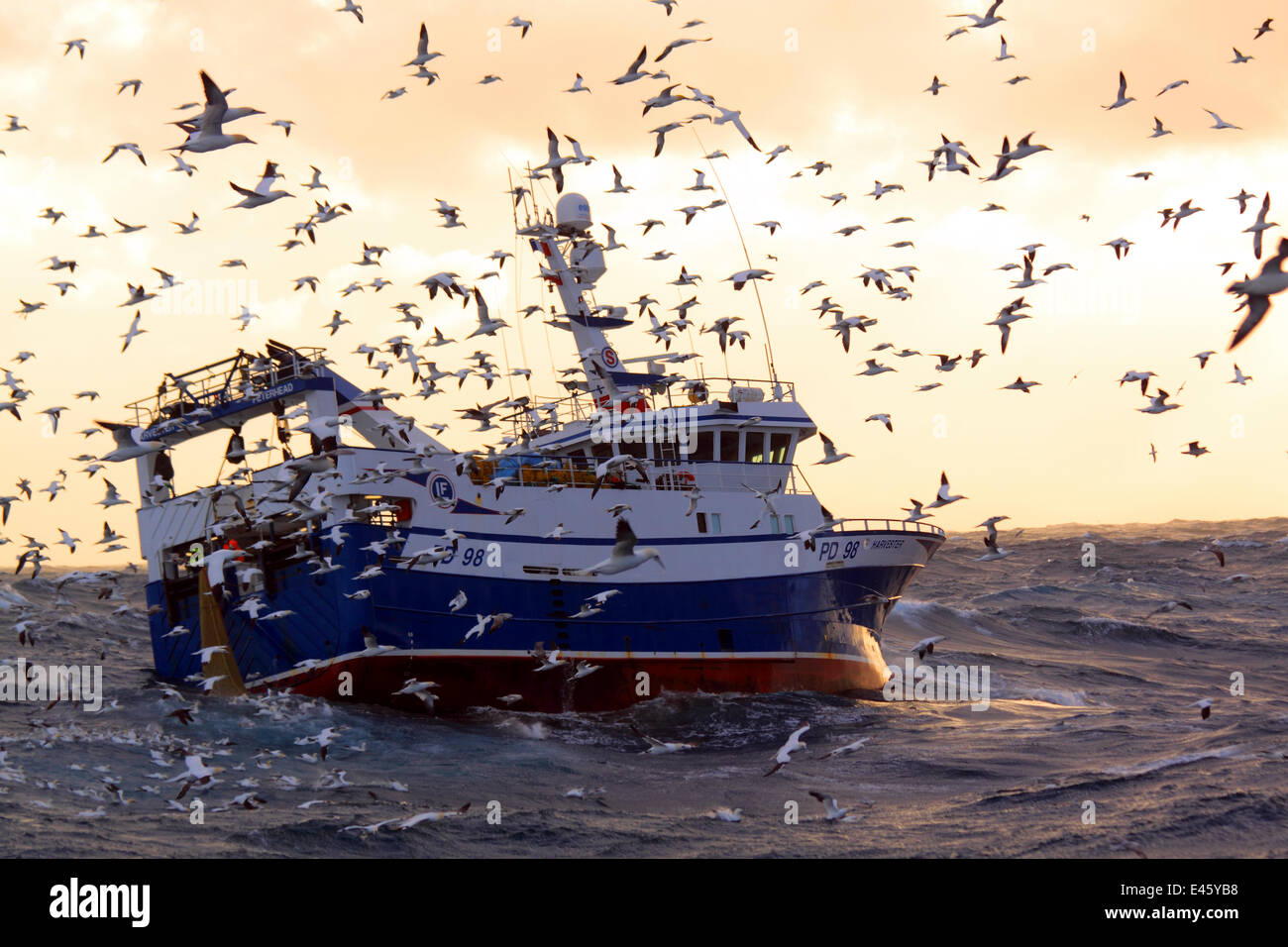 Fishing vessel 'Harvester' surrounded by Northern gannets (Morus bassanus) whilst hauling the trawl net onboard. North Sea, Europe, February 2011. Property released. Stock Photo