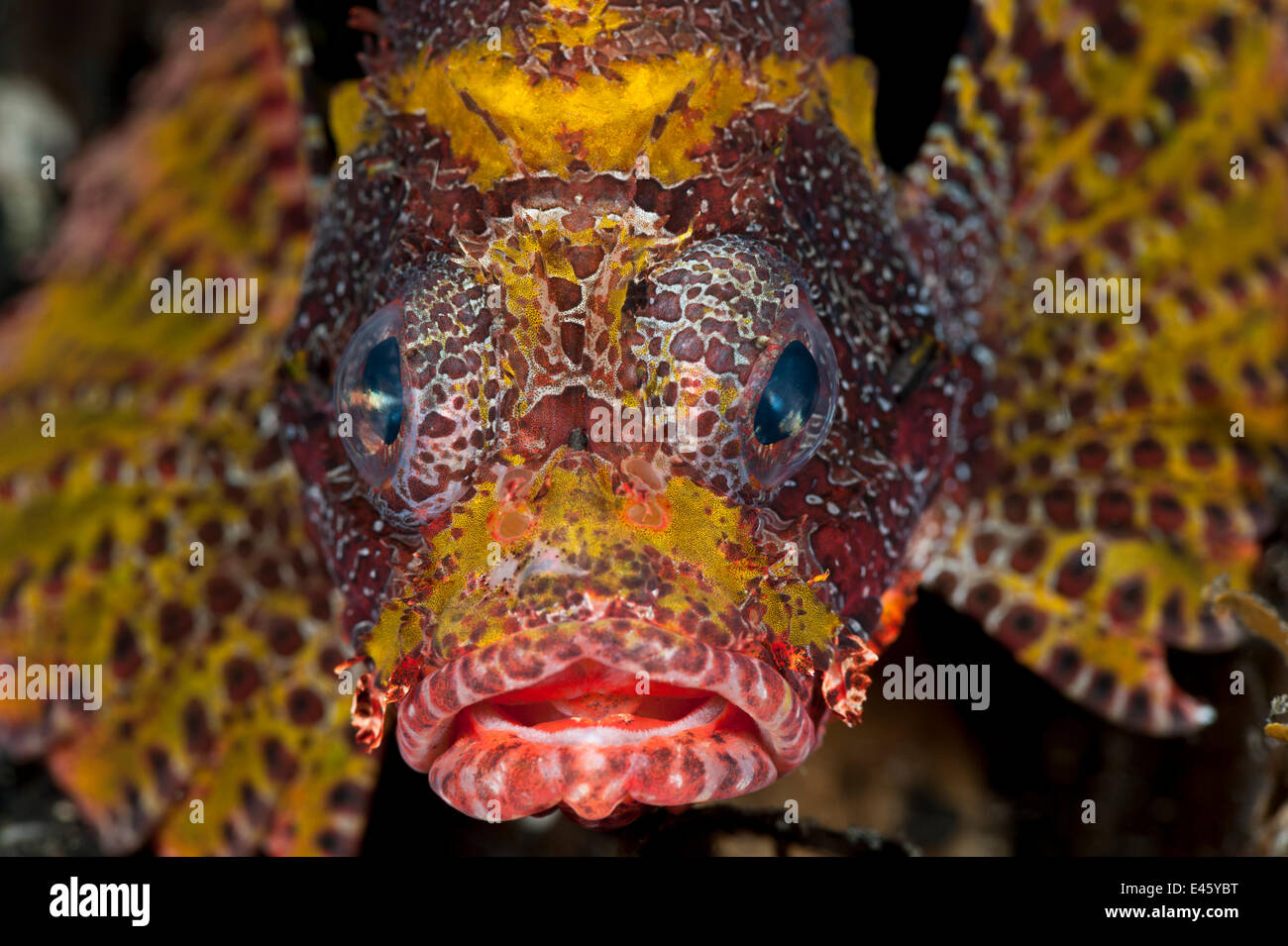 Yellow Shortfin lionfish (Dendrochirus brachypterus) face. Lembeh Strait, Sulawesi, Indonesia Stock Photo