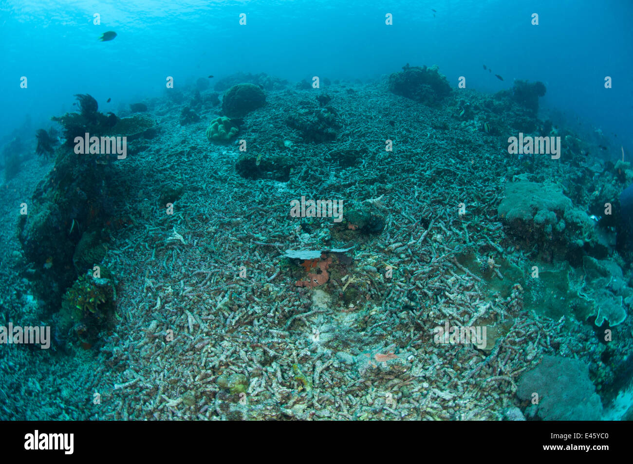 https://c8.alamy.com/comp/E45YC0/old-coral-reef-destroyed-by-dynamite-fishing-new-corals-are-not-able-E45YC0.jpg