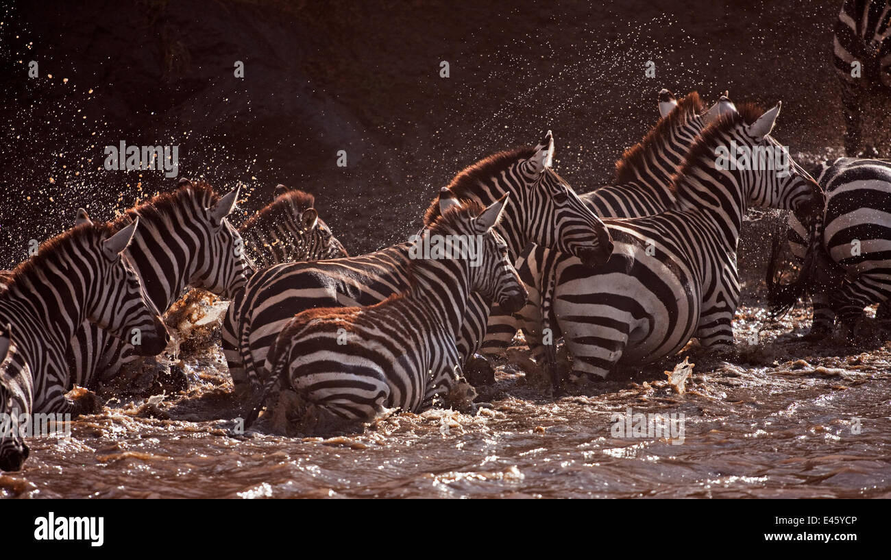 Common or Plains zebra (Equus quagga burchellii)crossing the Mara River ...