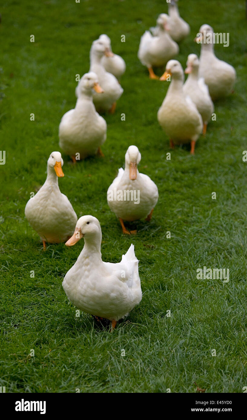 Aylesbury ducks following in a line on village green, Weedon, Buckinghamshire, UK, October Stock Photo