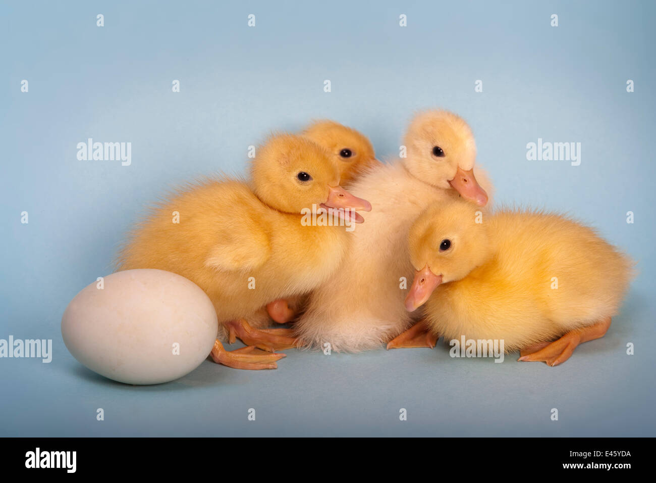 Four Domestic ducklings and one duck egg Stock Photo