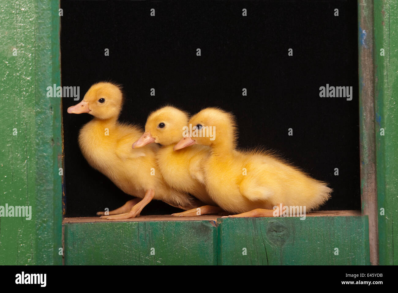 Three Domestic ducklings in green wooden shed Stock Photo