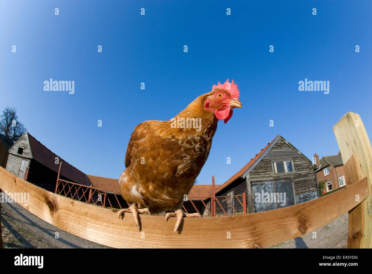 Chicken gallus gallus domesticus hi-res stock photography and