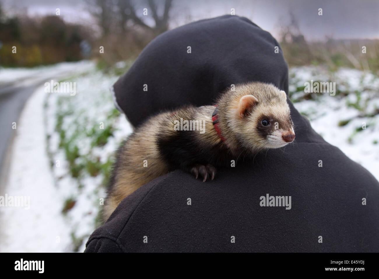 Domestic ferret (Mustela putorius furo)  being taken out for a walk in winter, Southrepps, Norfolk, UK, November 2008 Stock Photo