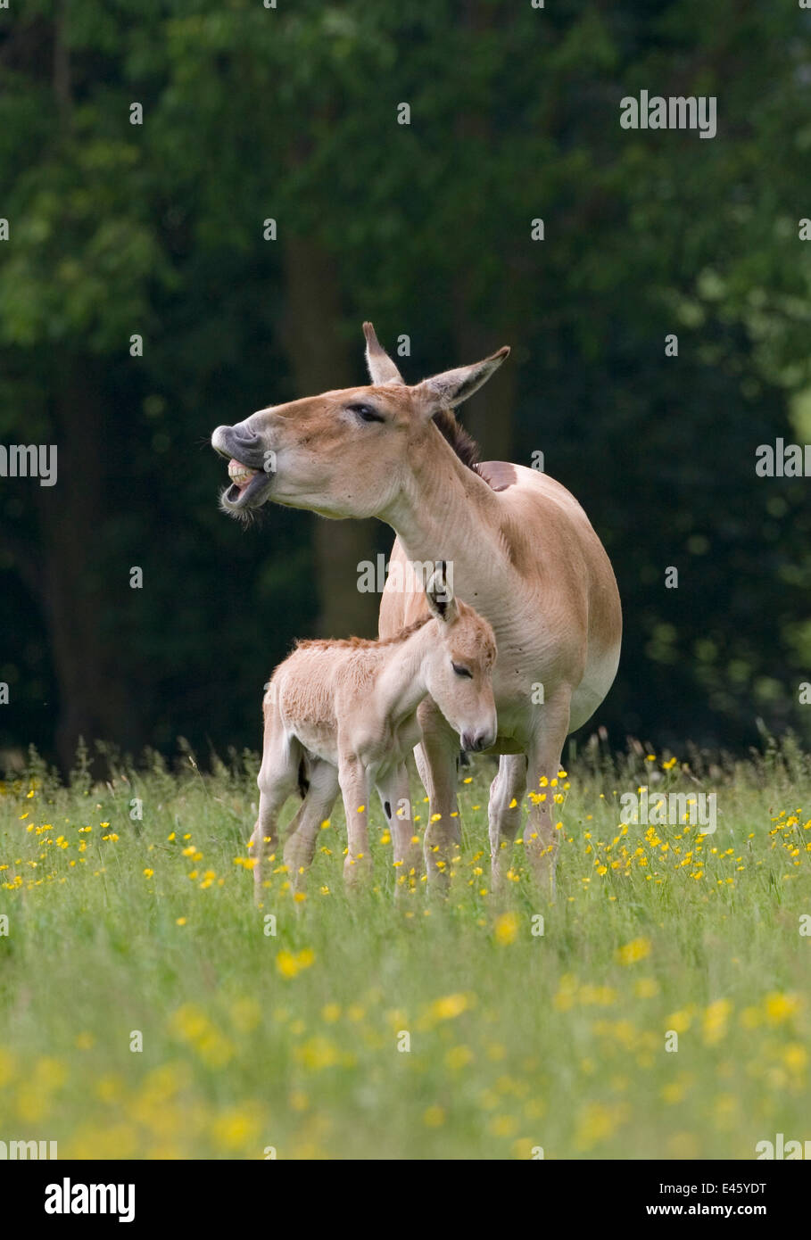 Asiatic wild ass (Equus hemionus) with foal, captive, UK, endangered species Stock Photo