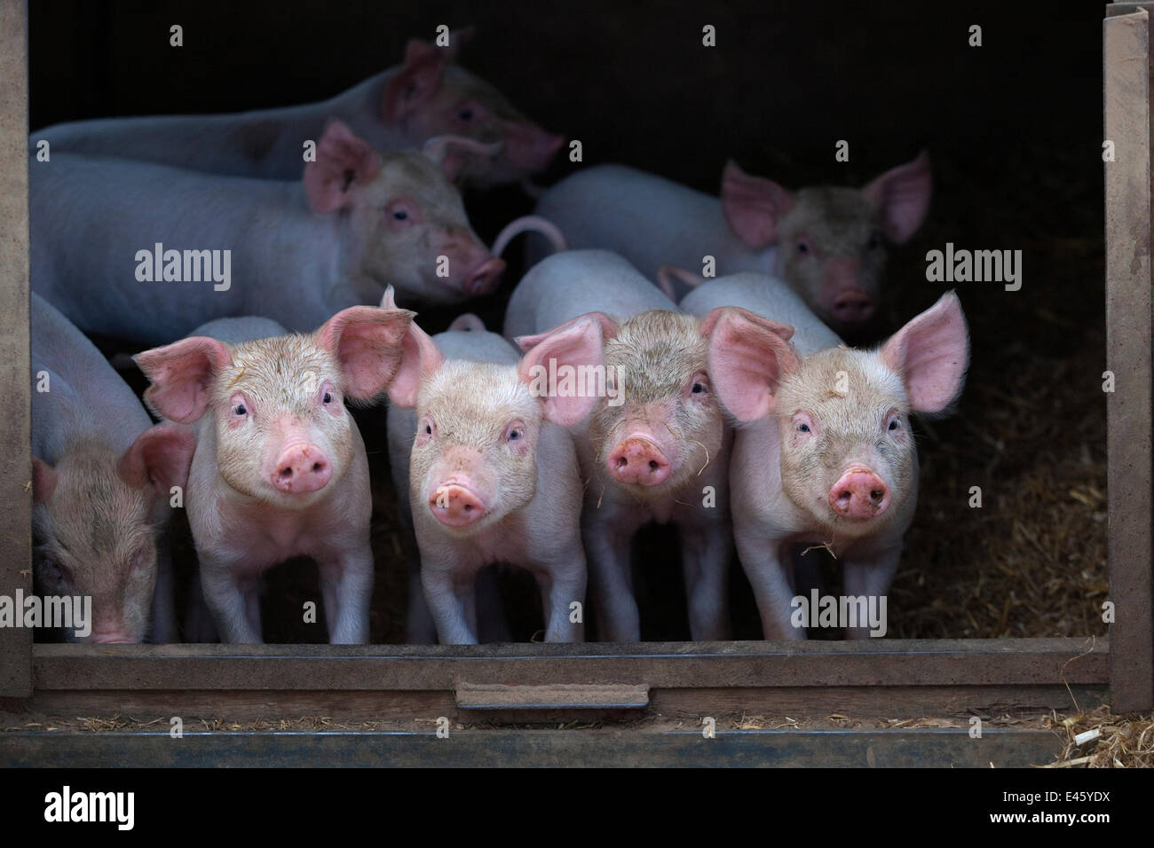 Free range Domestic pig (Sus scrofa domesticus) four piglets at four weeks, UK, July 2010 Stock Photo