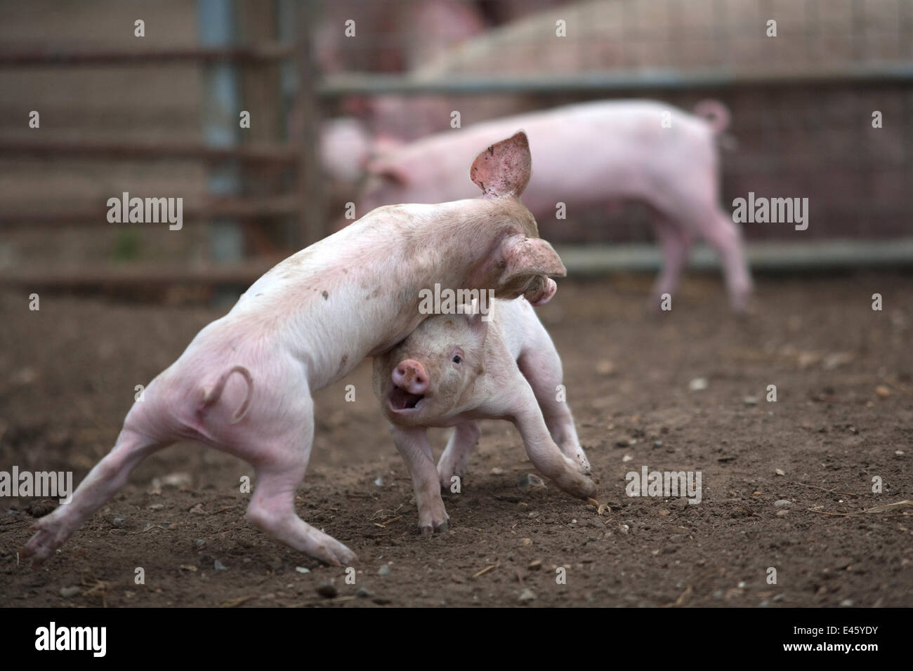 Free range Domestic pig (Sus scrofa domesticus) piglets play fighting, UK, August 2010 Stock Photo