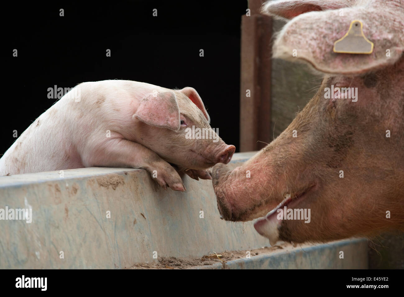 Domestic pig, free range sow and piglet sniffing noses, UK, August 2010 Stock Photo
