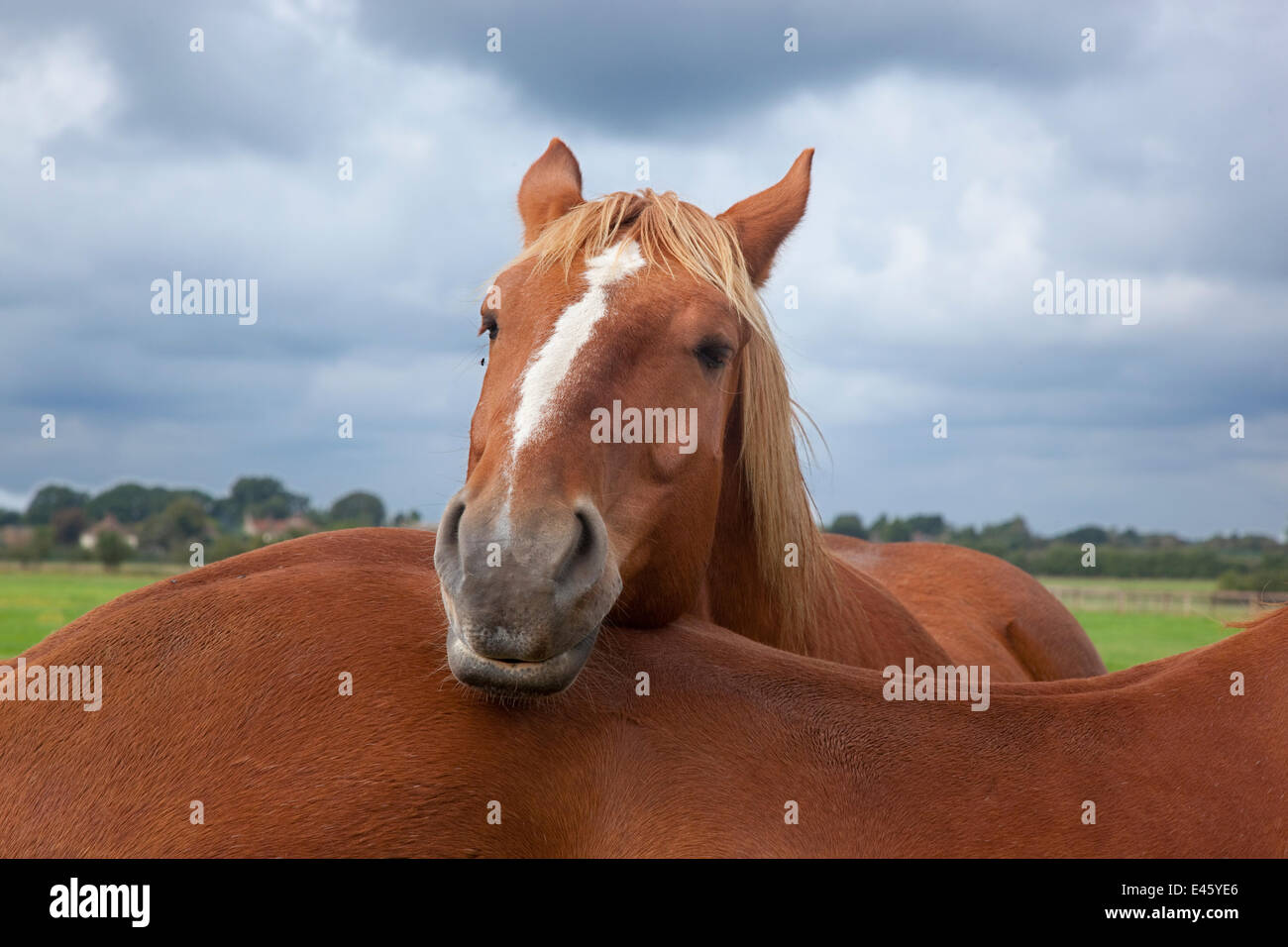 Suffolk Punch heavy horse in field resting head another's back, UK, September Stock Photo