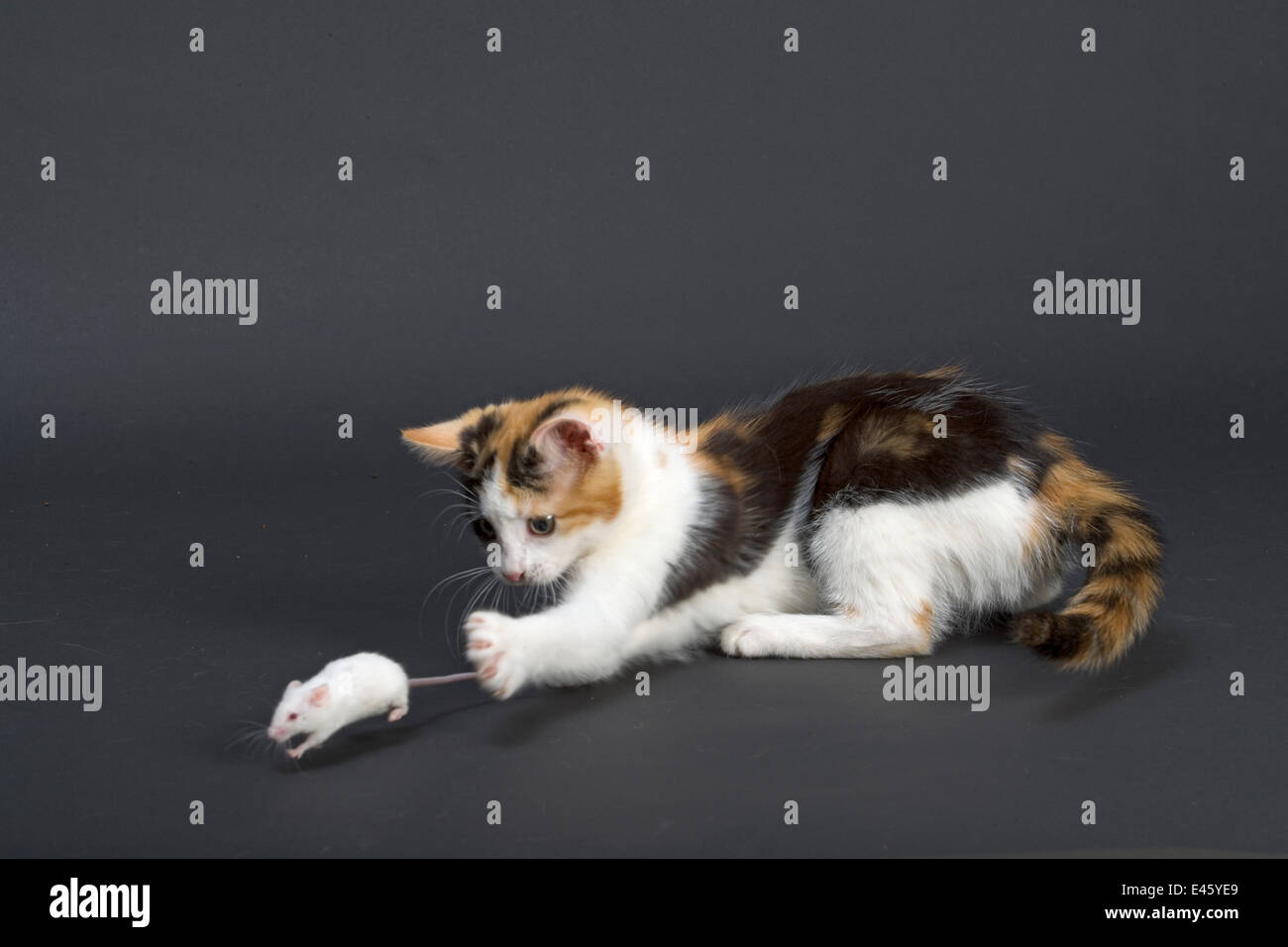 Domestic cat, tortoiseshell kitten playing with white mouse Stock Photo
