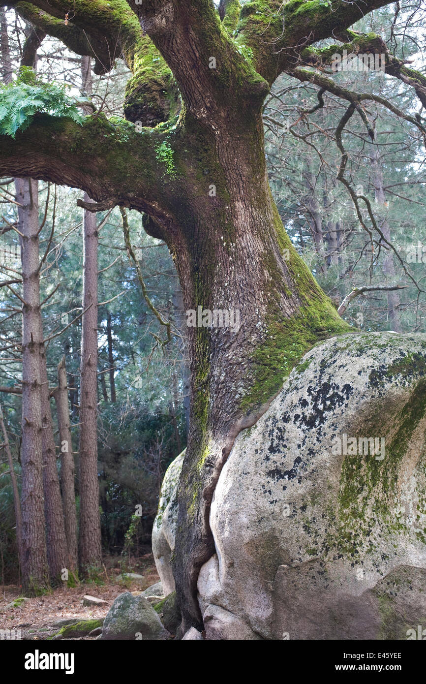 An old Cork Oak (Quercus) growing over a rock. February, Corsica island, France. February 2010 Stock Photo