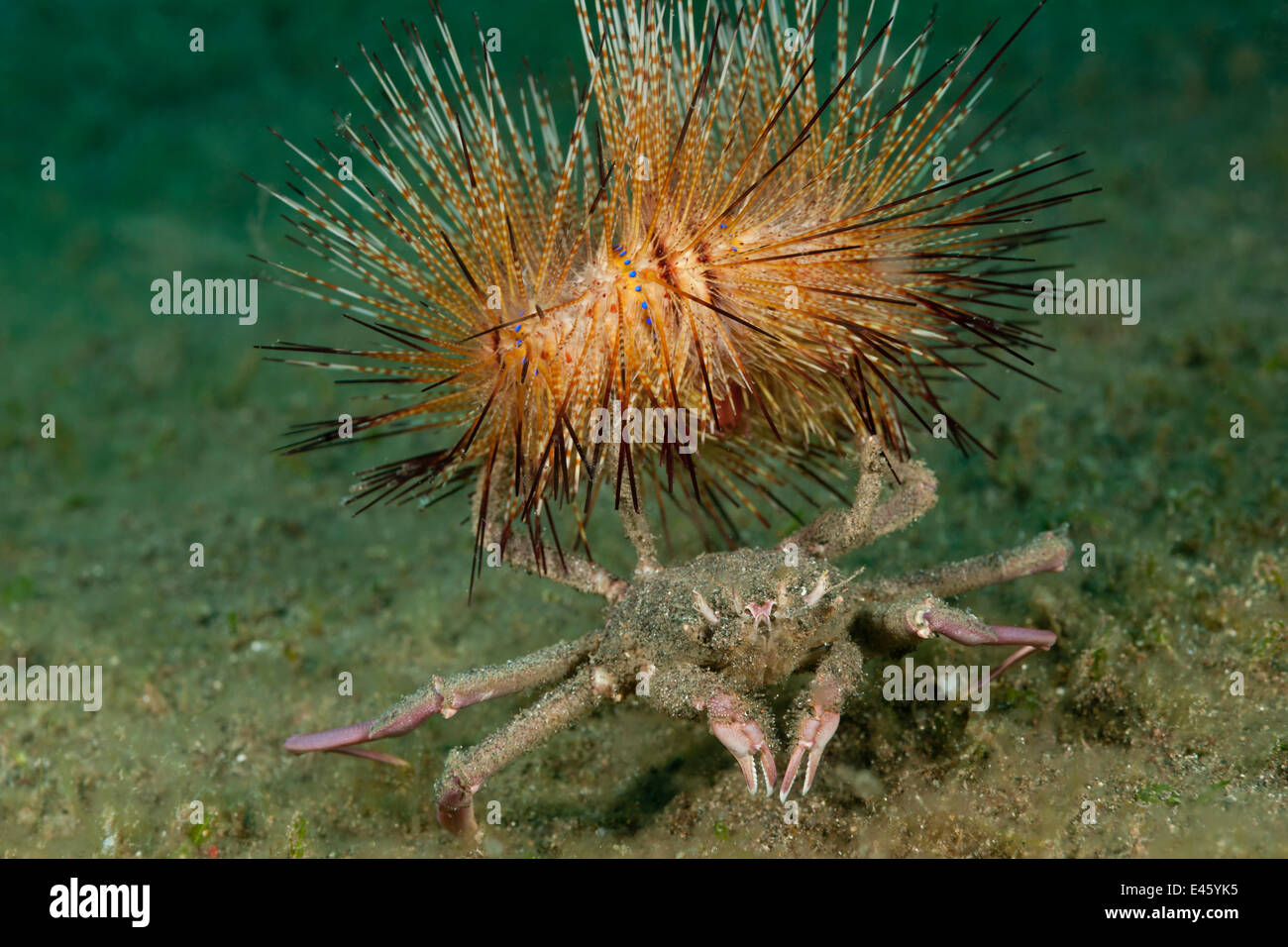 Carrier / Sea urchin crab (Dorippe frascone) carrying a fire urchin as a deterrent to predators. Lembeh Strait, North Sulawesi, Indonesia Stock Photo