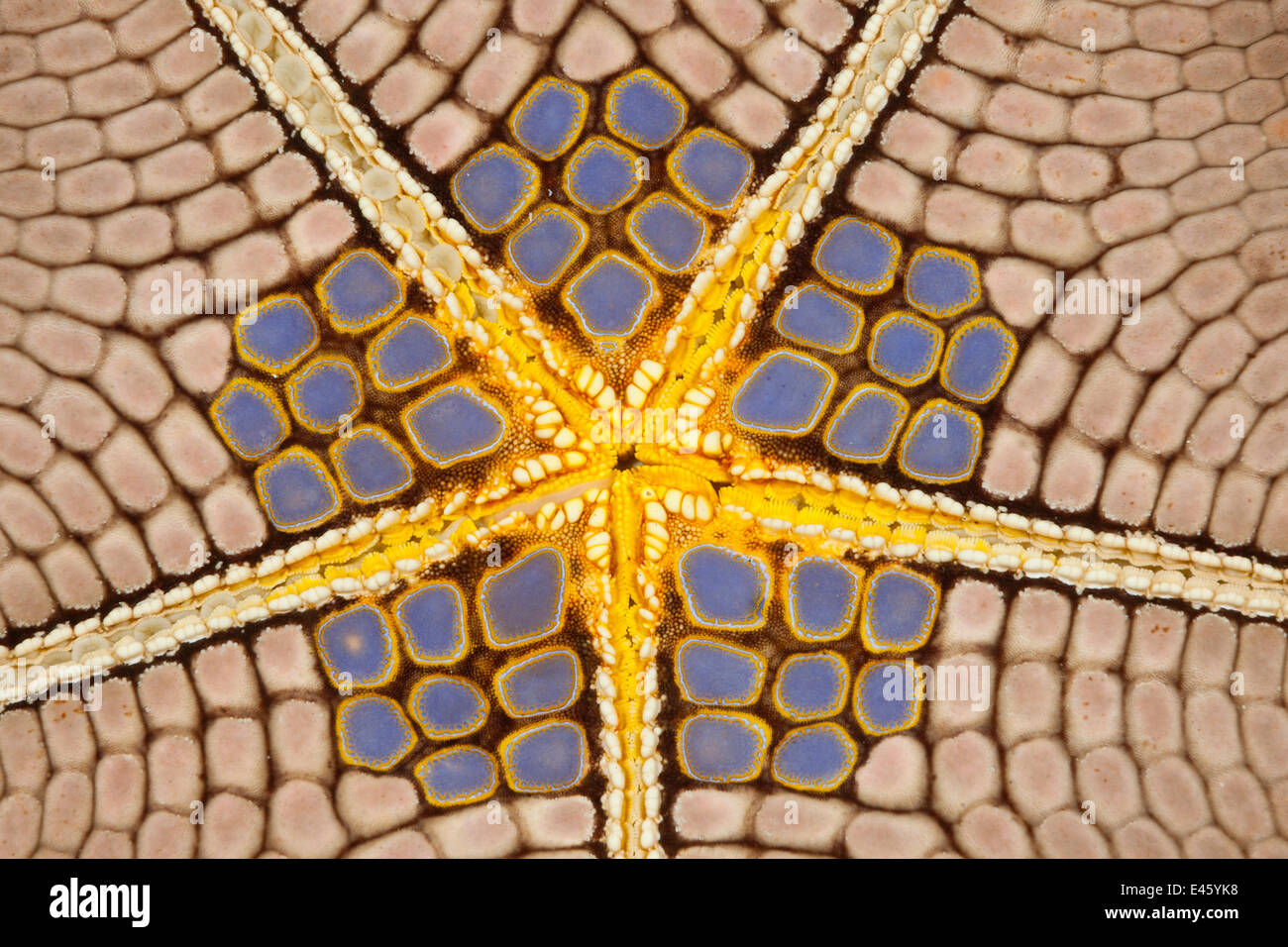 Star shaped Pincushion / Pillow cushion starfish (Culcita novaeguinea), detail of the underbelly. Lembeh Strait, North Sulawesi, Indonesia Stock Photo