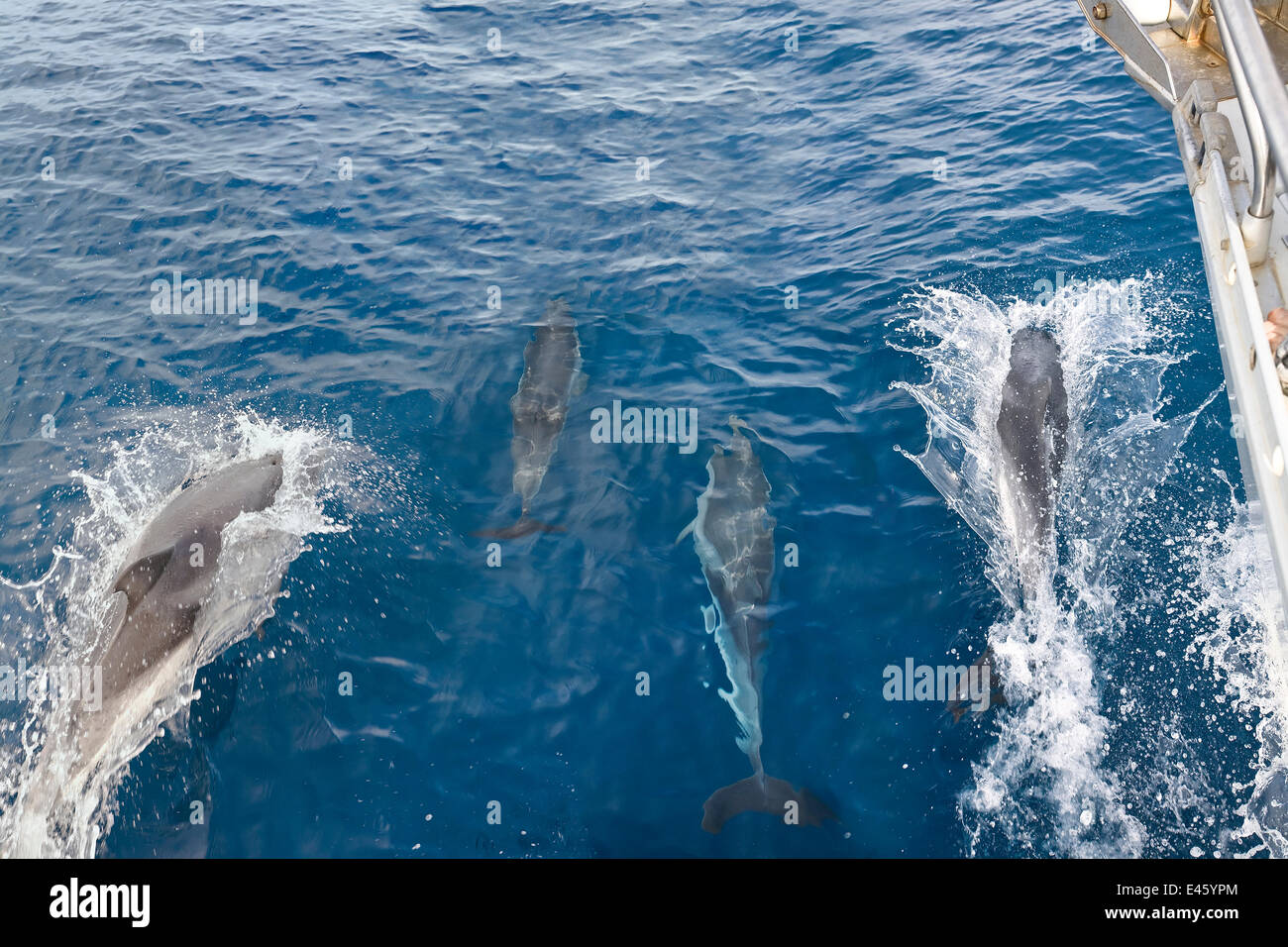 Striped Dolphins (Stenella coeruleoalba) swimming alongside sailing