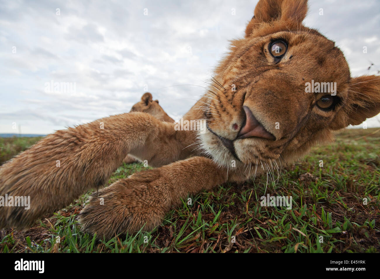 African Lion (Panthera leo) head portrait of juvenile male, relaxing playfully, Masai Mara National Reserve, Kenya. April Stock Photo