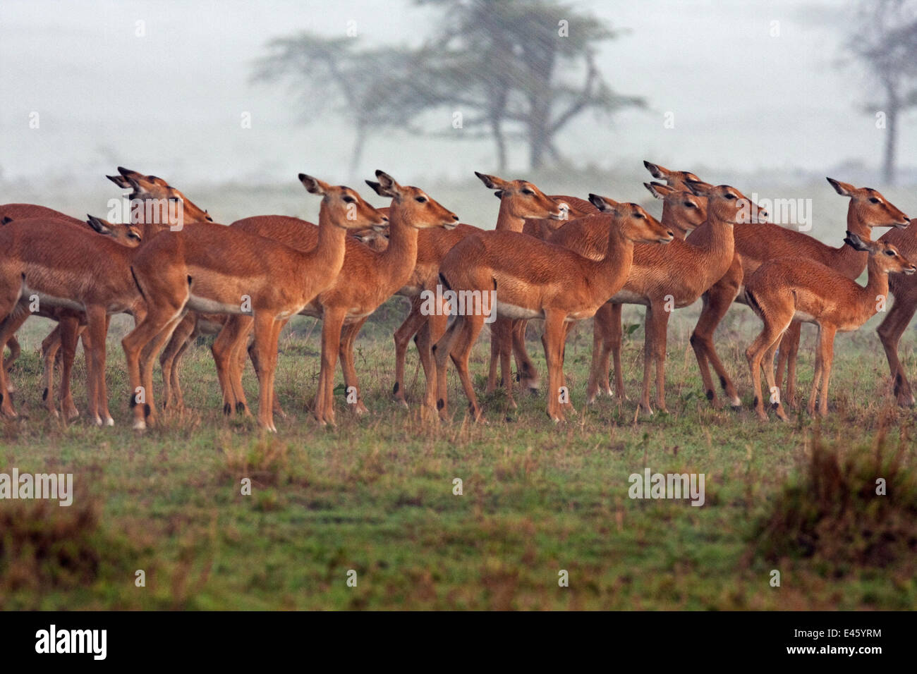 Impala herd (Aepyceros melampus) huddled together in the rain, Masai Mara National Reserve, Kenya. April Stock Photo