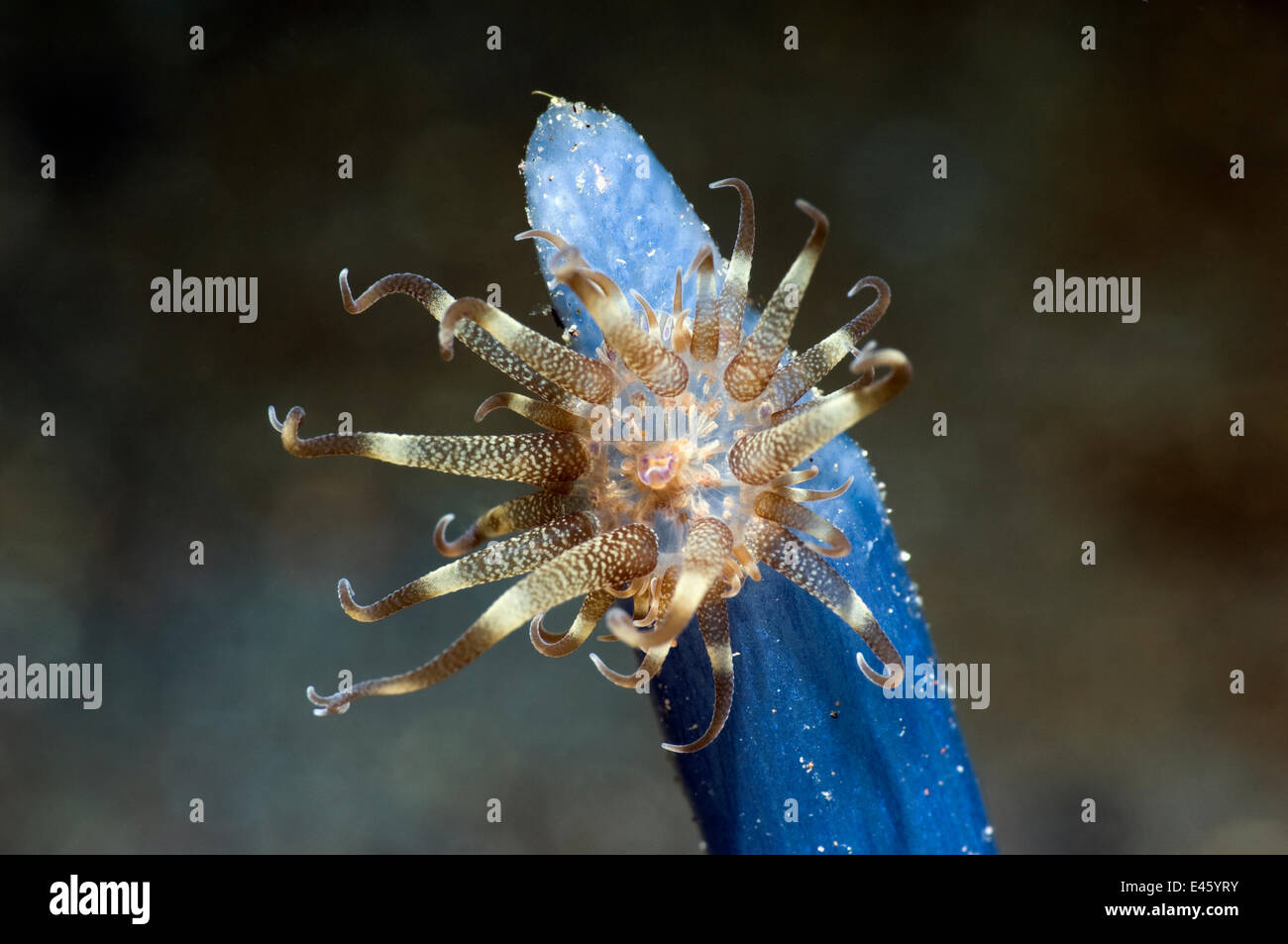 Swimming anemone (Boloceroides mcmurrichi) on Blue sea squirt / Tunicate, Rinca, Komodo National Park, Indonesia, October Stock Photo