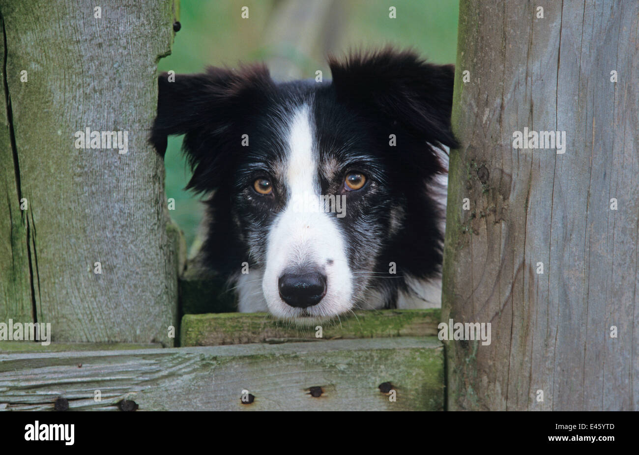 Border Collie, working dog looking through gate, Wales, UK Stock Photo