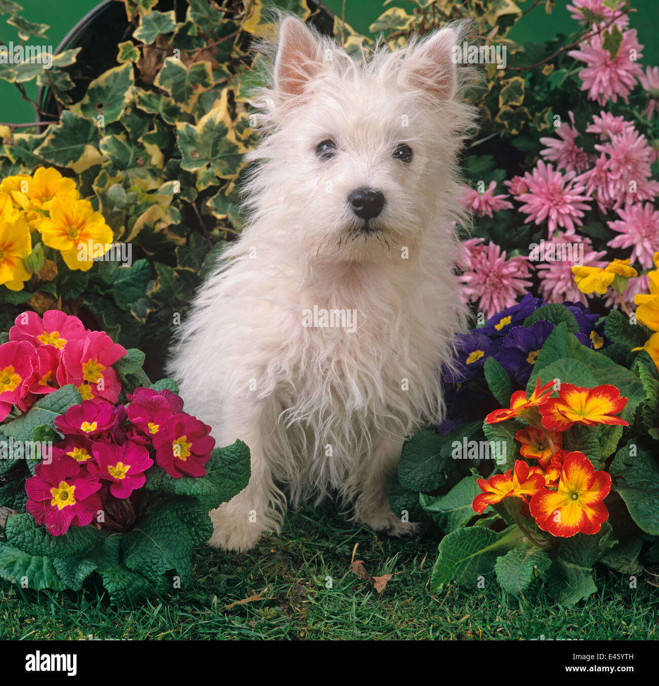 West highland terrier amongst cultivated garden flowers Stock Photo