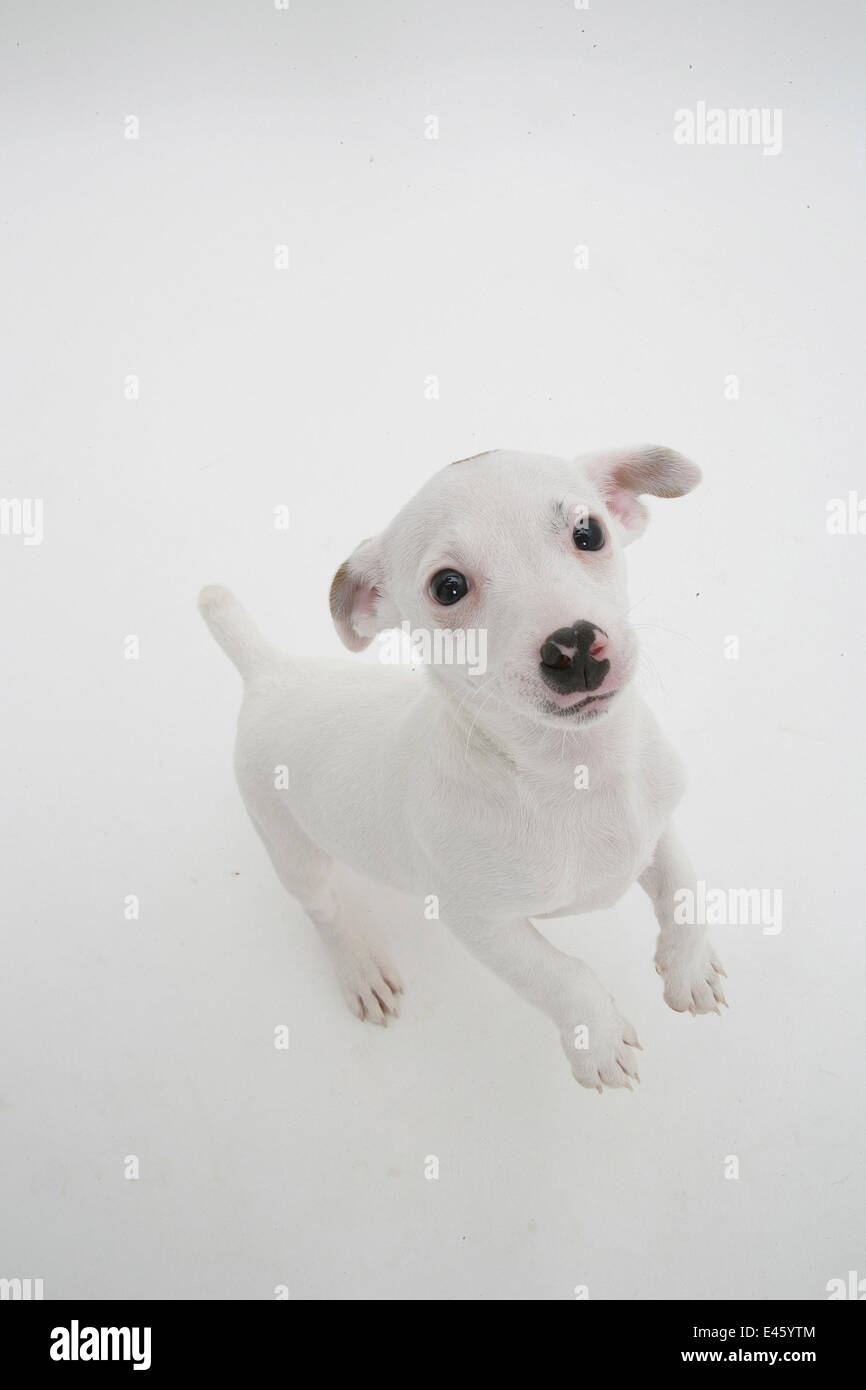 Smooth coated Jack Russell Terrier, white, looking up, standing on back legs Stock Photo