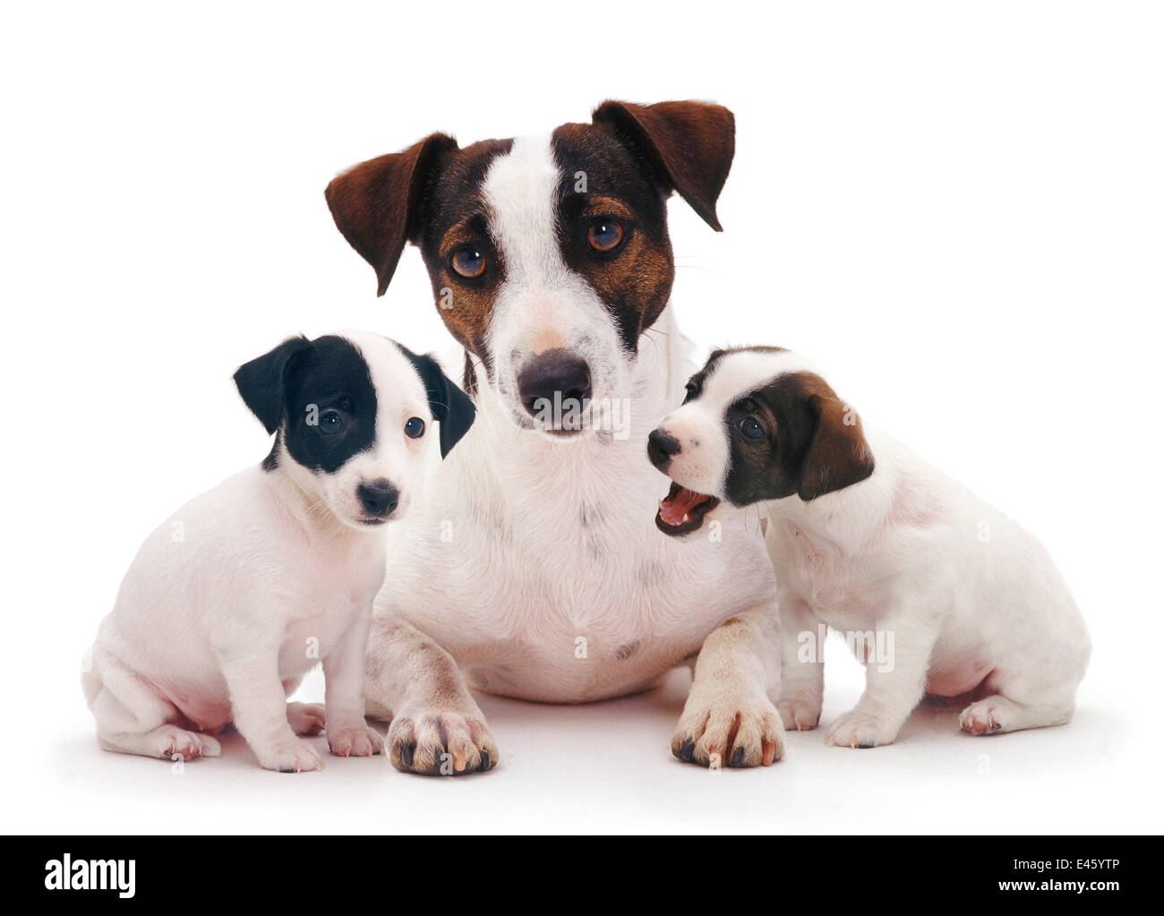 Smooth coated Jack Russell Terrier, black, tan and white, female with two 8 week puppies Stock Photo