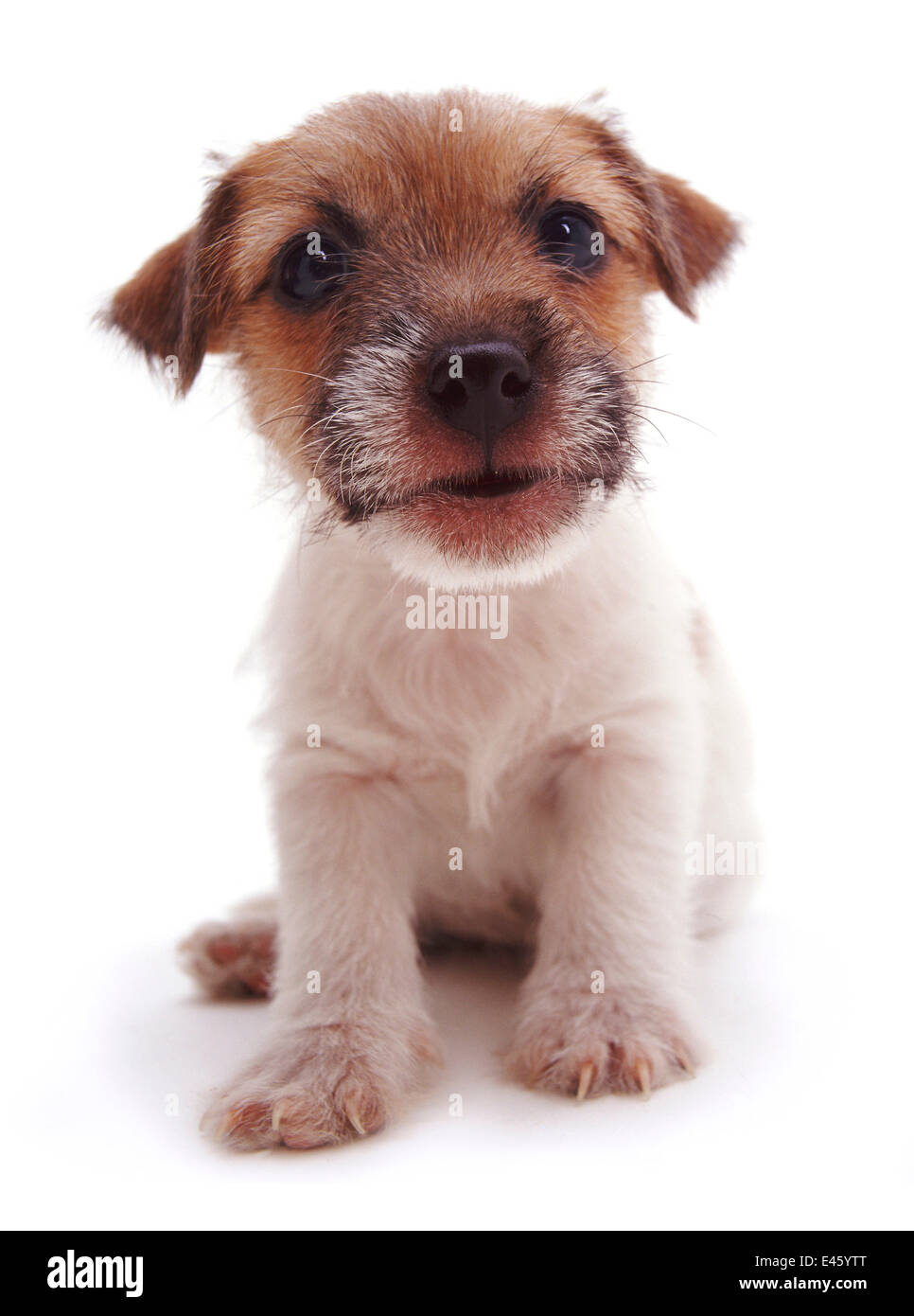 Rough coated Jack Russell Terrier puppy, black, tan and white, portrait Stock Photo