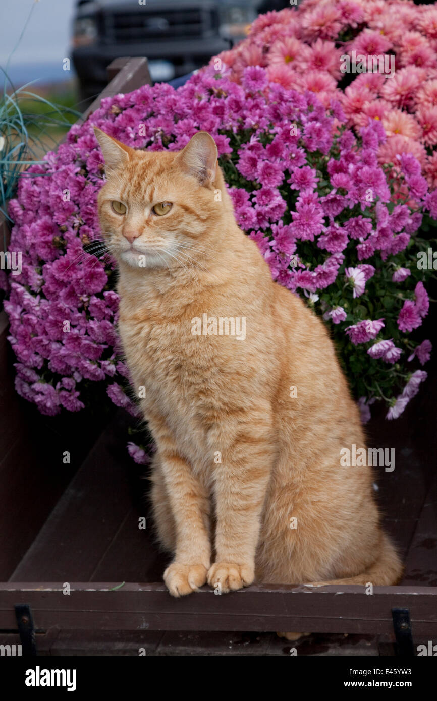 Yellow tabby "barn" cat on wooden wheelbarrow with chrysanthemum