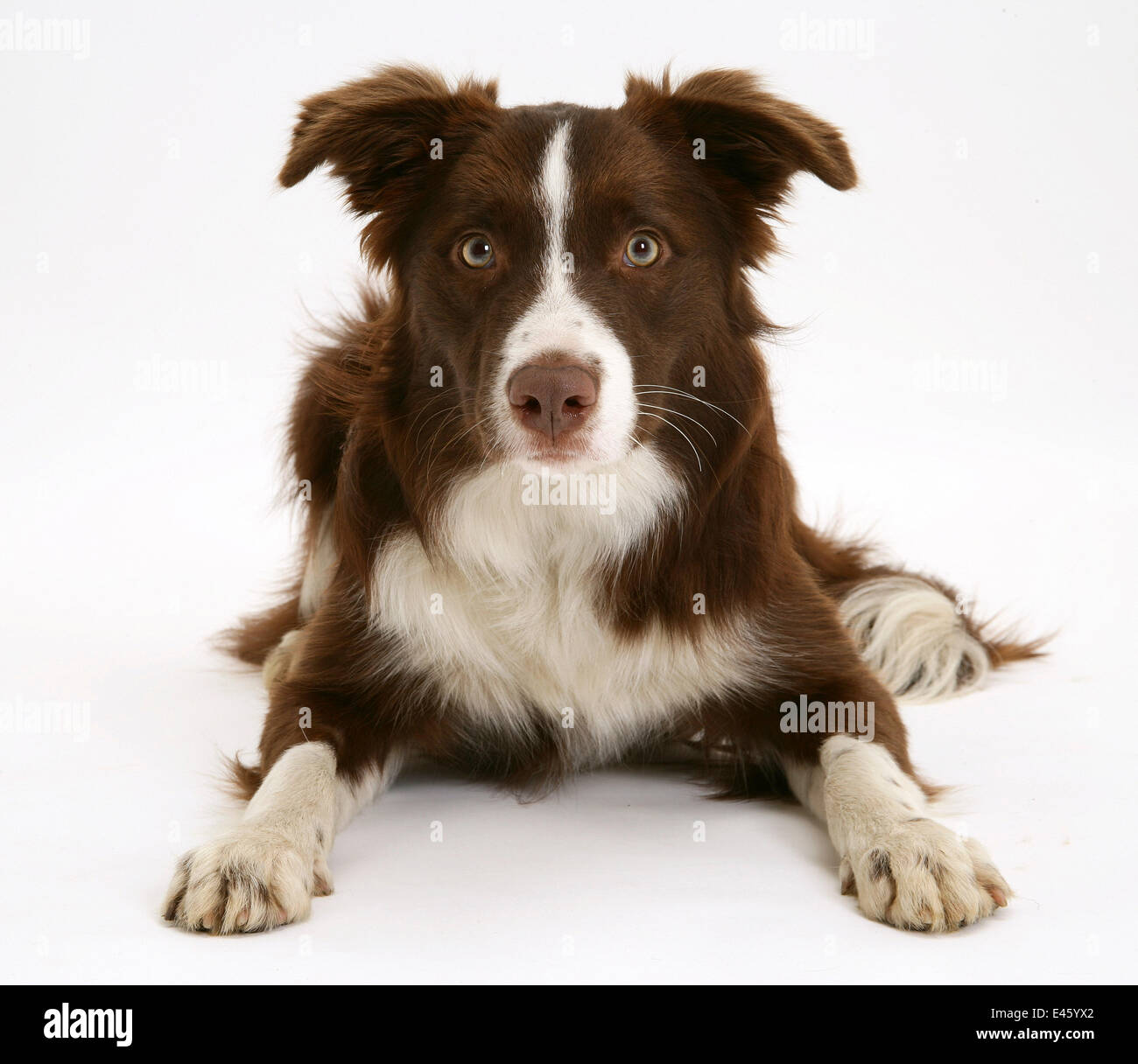 Chocolate registered Border Collie dog, 9 months. Stock Photo
