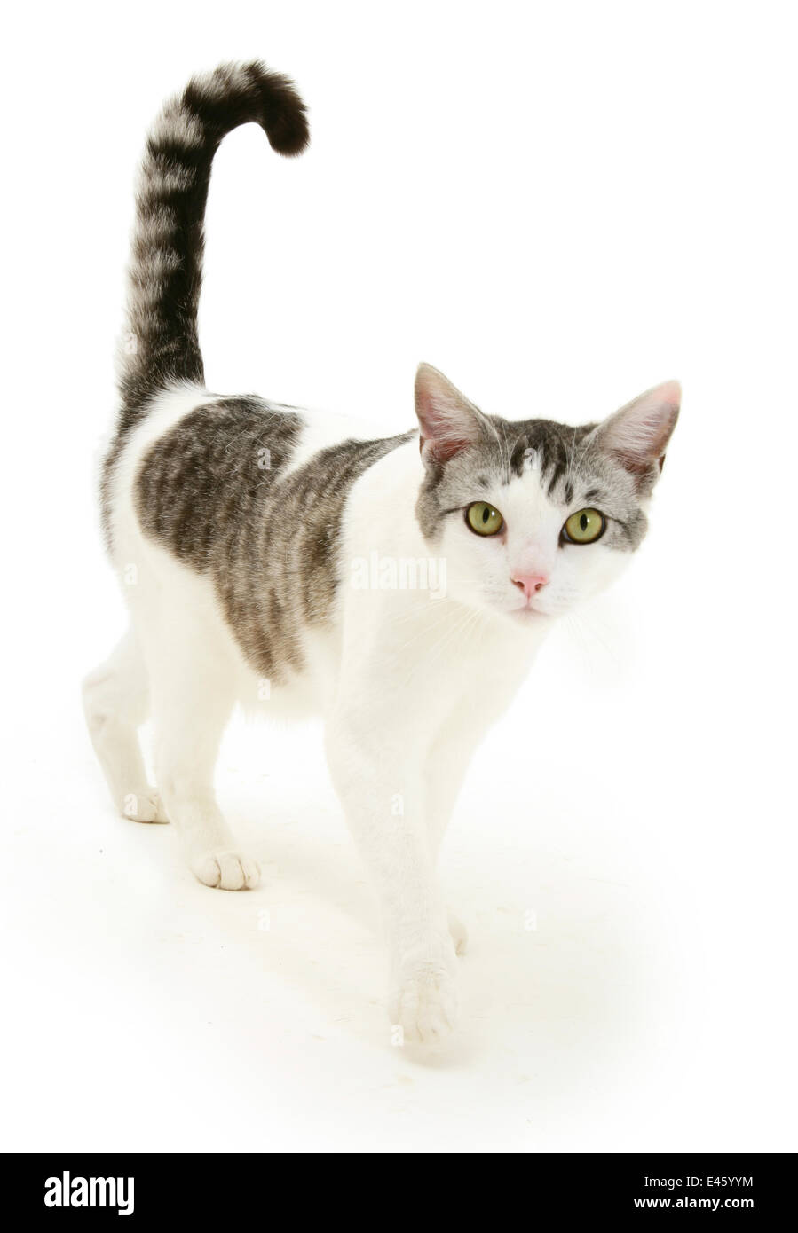 Portrait of a silver tabby-and-white cat walking. Stock Photo