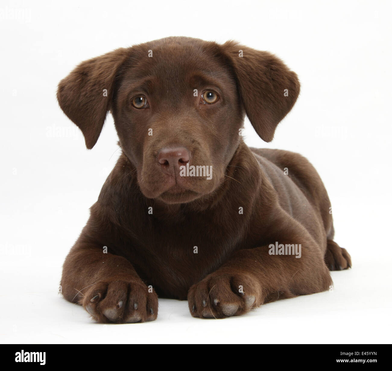 Chocolate Labrador puppy, 3 months, lying. Stock Photo