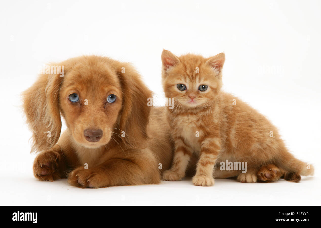 Cream Dapple Miniature Long-haired Dachshund puppy with British shorthair red tabby Kitten. Stock Photo