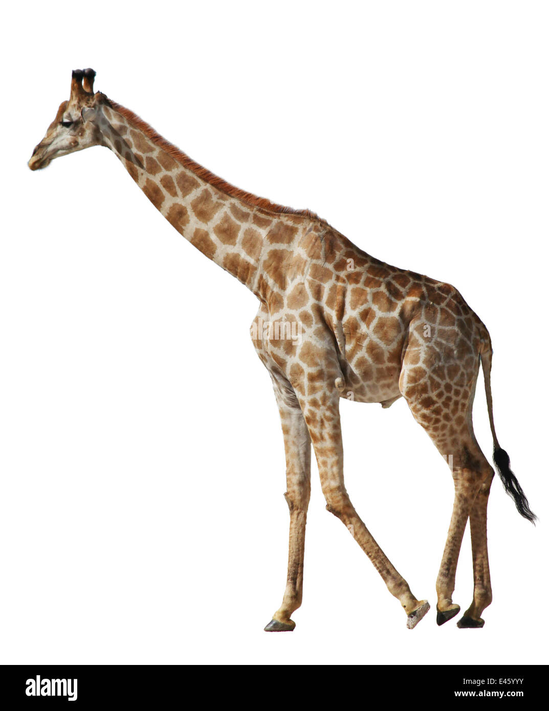 Giraffe (Giraffa camelopardalis) in profile  (wild animal photogaphed in Africa, background digitally removed) Stock Photo