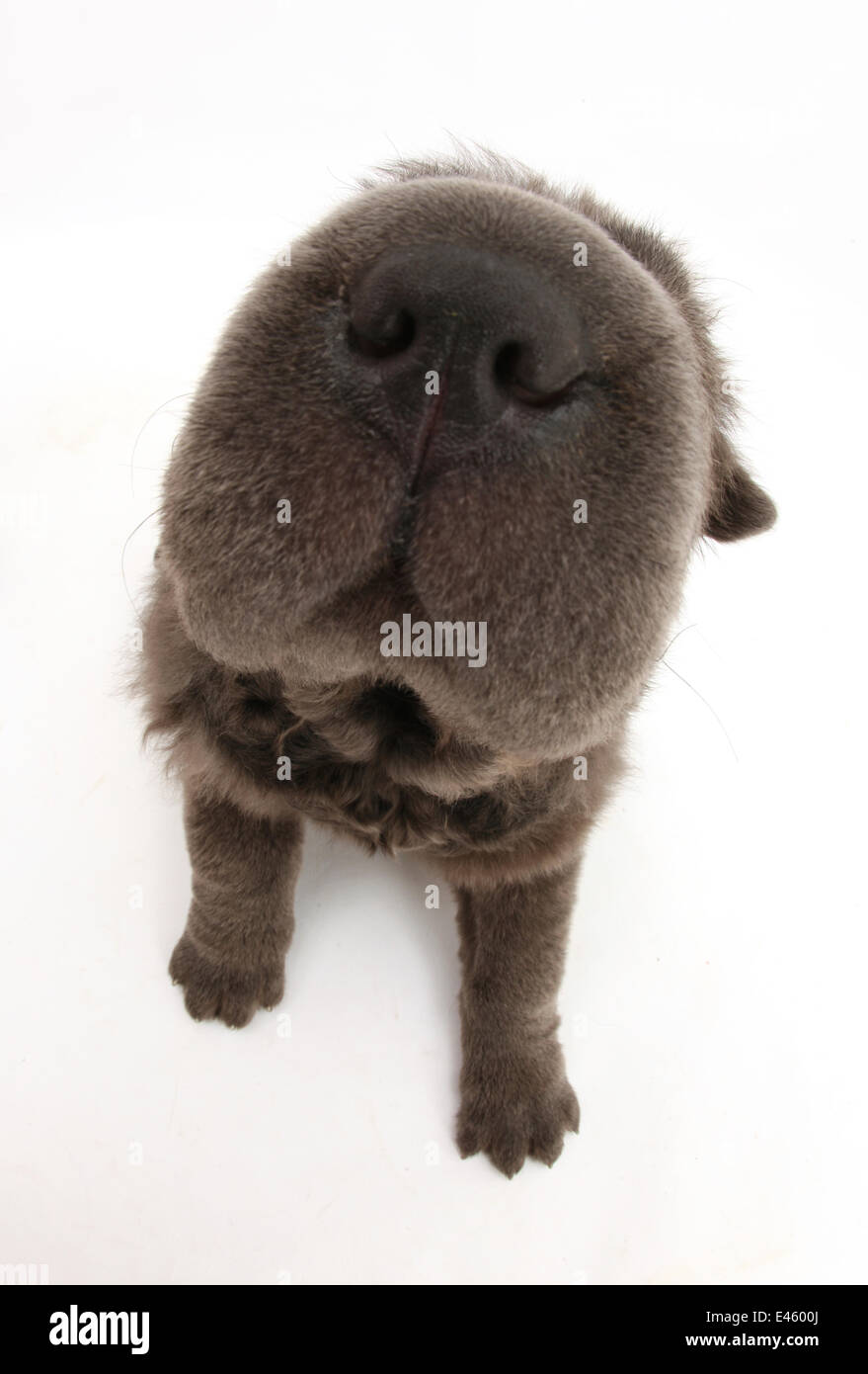 Blue Bearcoat Shar Pei puppy nose, 13 weeks. Stock Photo