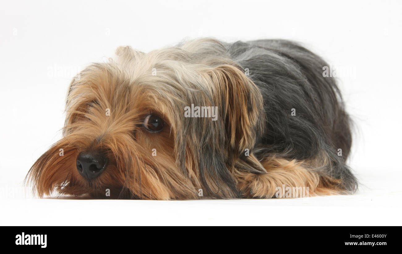 Yorkshire Terrier, lying with chin on the floor. Stock Photo