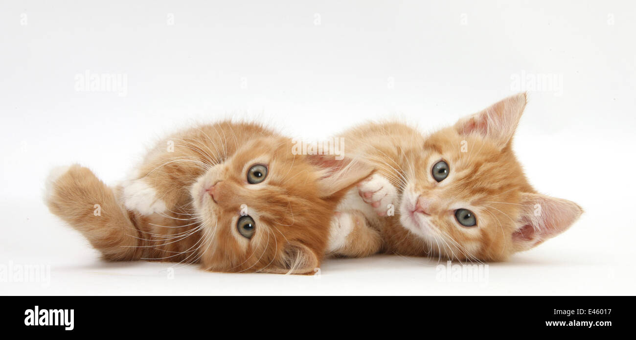 two friends lying on floor stock photos two friends lying on floor
