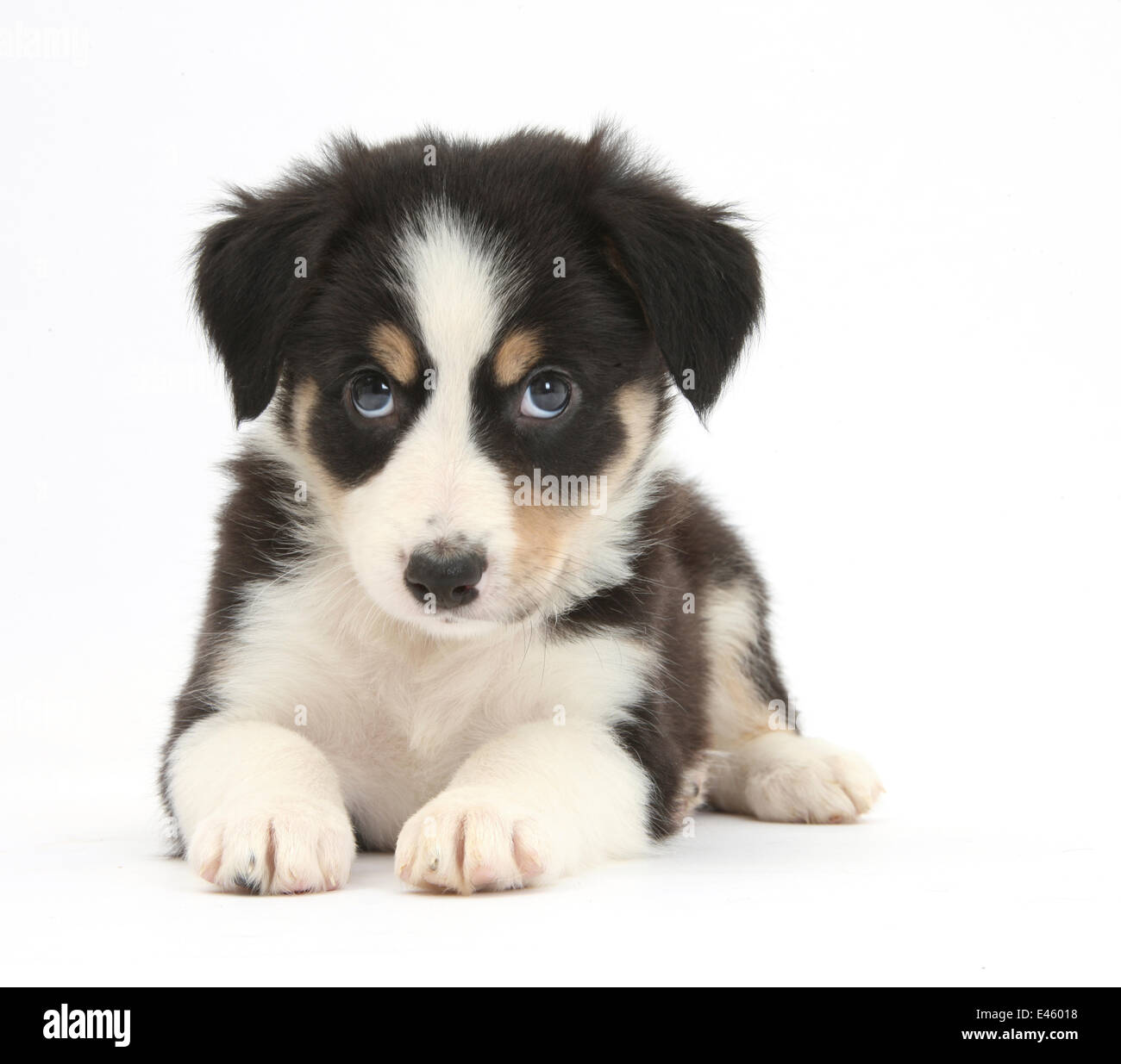 Tricolour border collie puppy hi-res stock photography and images - Alamy