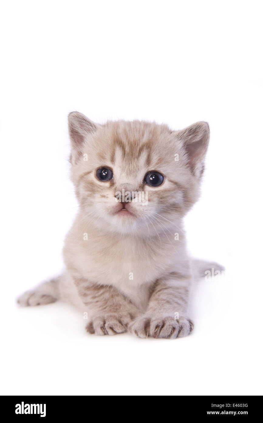 Lynx siamese cheap kittens