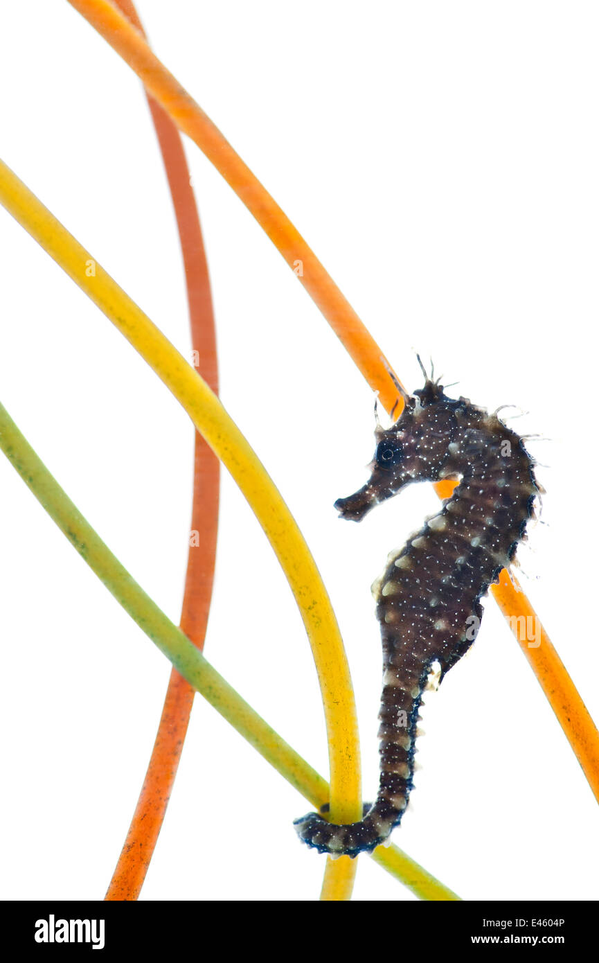 A young Spiny / Yellow / Longsnouted Seahorse (Hippocampus guttulatus), in an aquarium attached to plastic seagrass leaves. This seahorse is part of a UK seahorse breeding program. Photographed at the SEALIFE quarantine and breeding facitilty, Weymouth, D Stock Photo