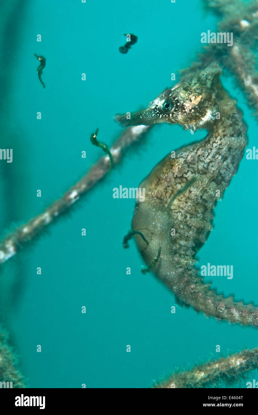 A male Golden / White's Seahorse (Hippocampus whitei) giving birth