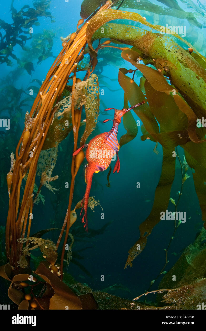 A Weedy Seadragon (Phyllopteryx taeniolatus) amongst Giant Kelp (Macrocystis pyrifera). Fortescue Bay, Tasmania, Australia, March. Stock Photo