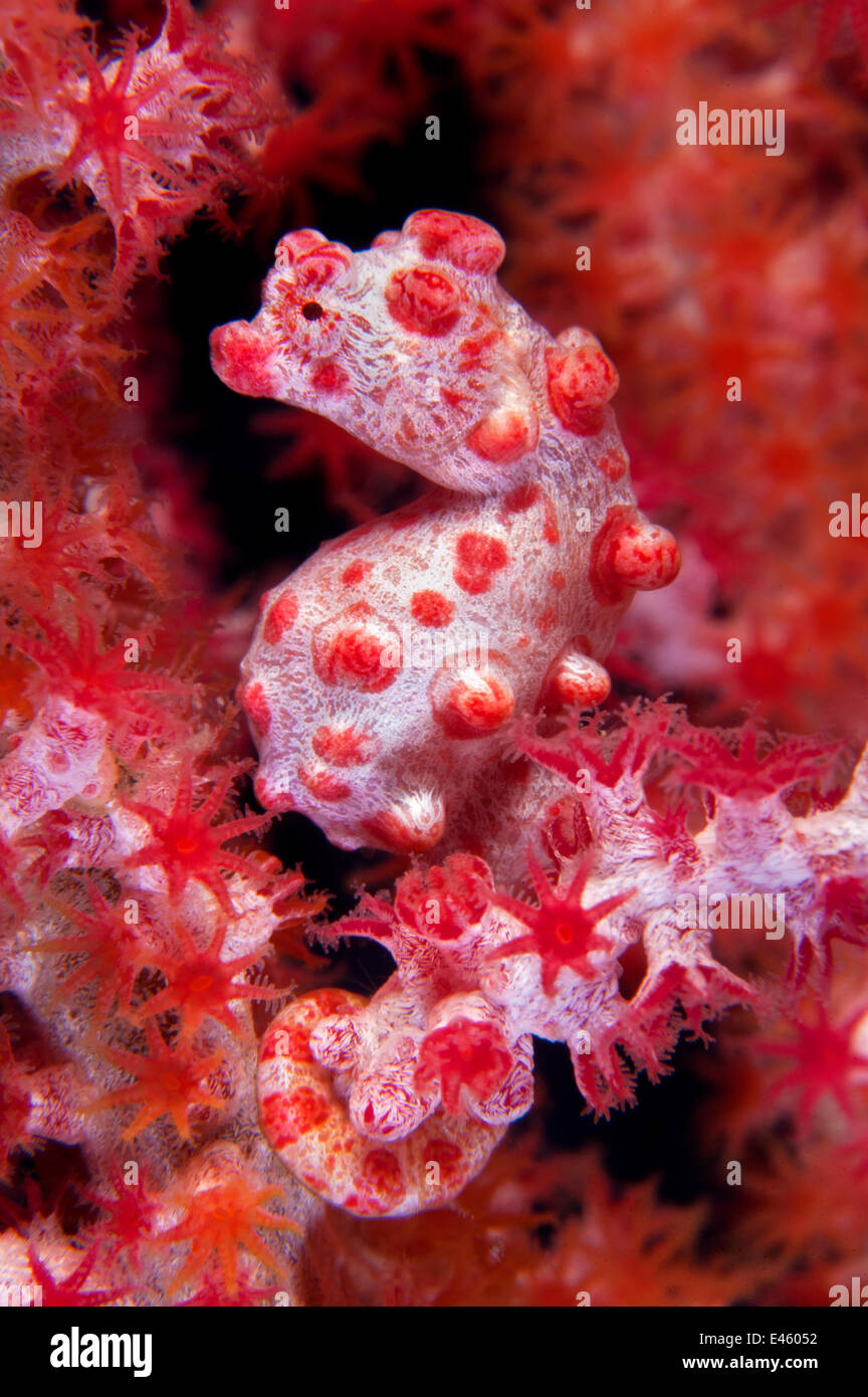 A Pygmy Seahorse (Hippocampus bargibanti) camouflaged in red Seafan (Muricella sp.). Pygmy Seahorses are small, most less than 15mm in length. Tulamben, Bali, Indonesia, October. Stock Photo