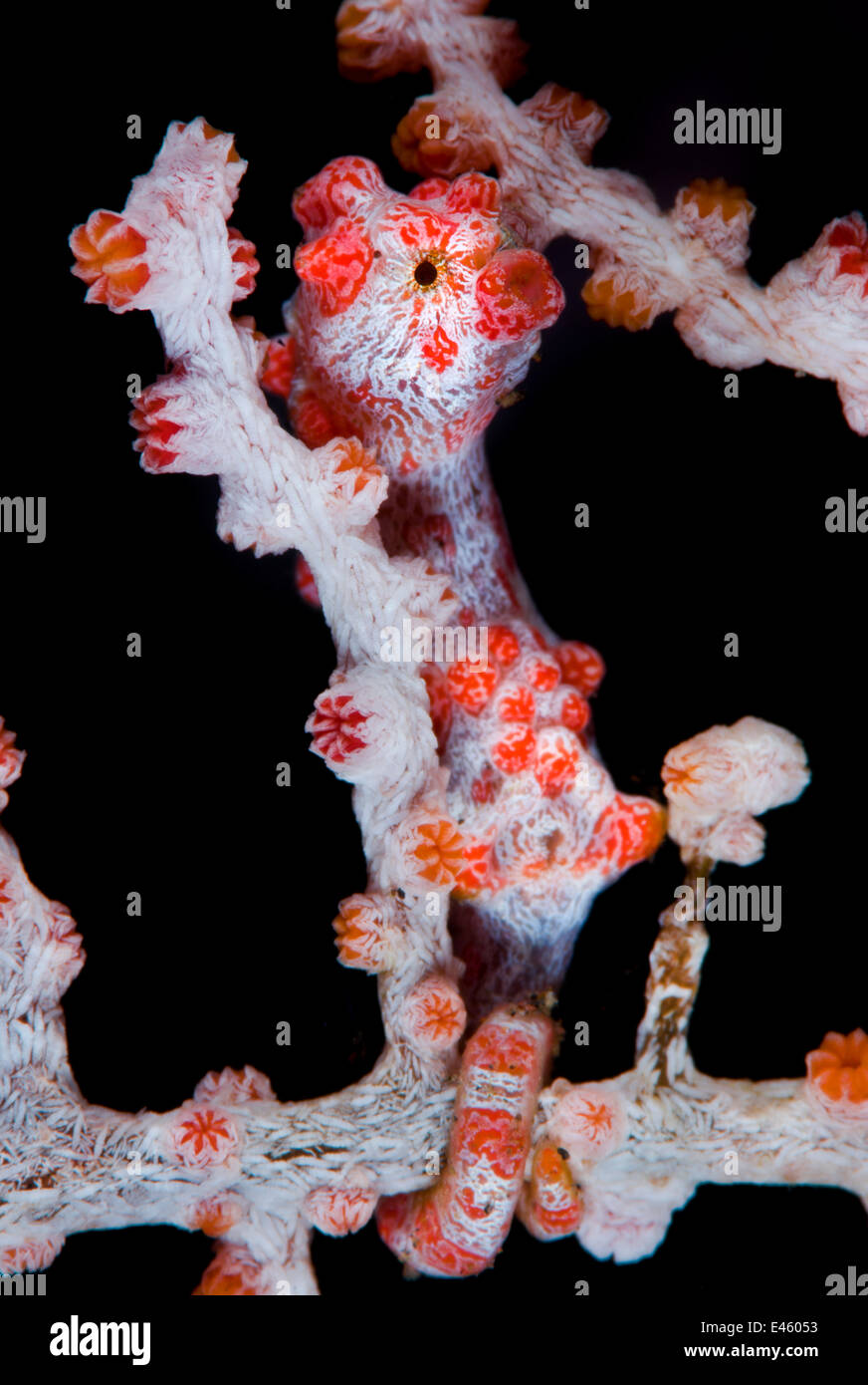 A Pygmy Seahorse (Hippocampus bargibanti) in red seafan (Muricella sp.). Pygmy Seahorses are small, most less than 15mm in total length. Tulamben, Bali, Indonesia, Java Sea, August. Stock Photo