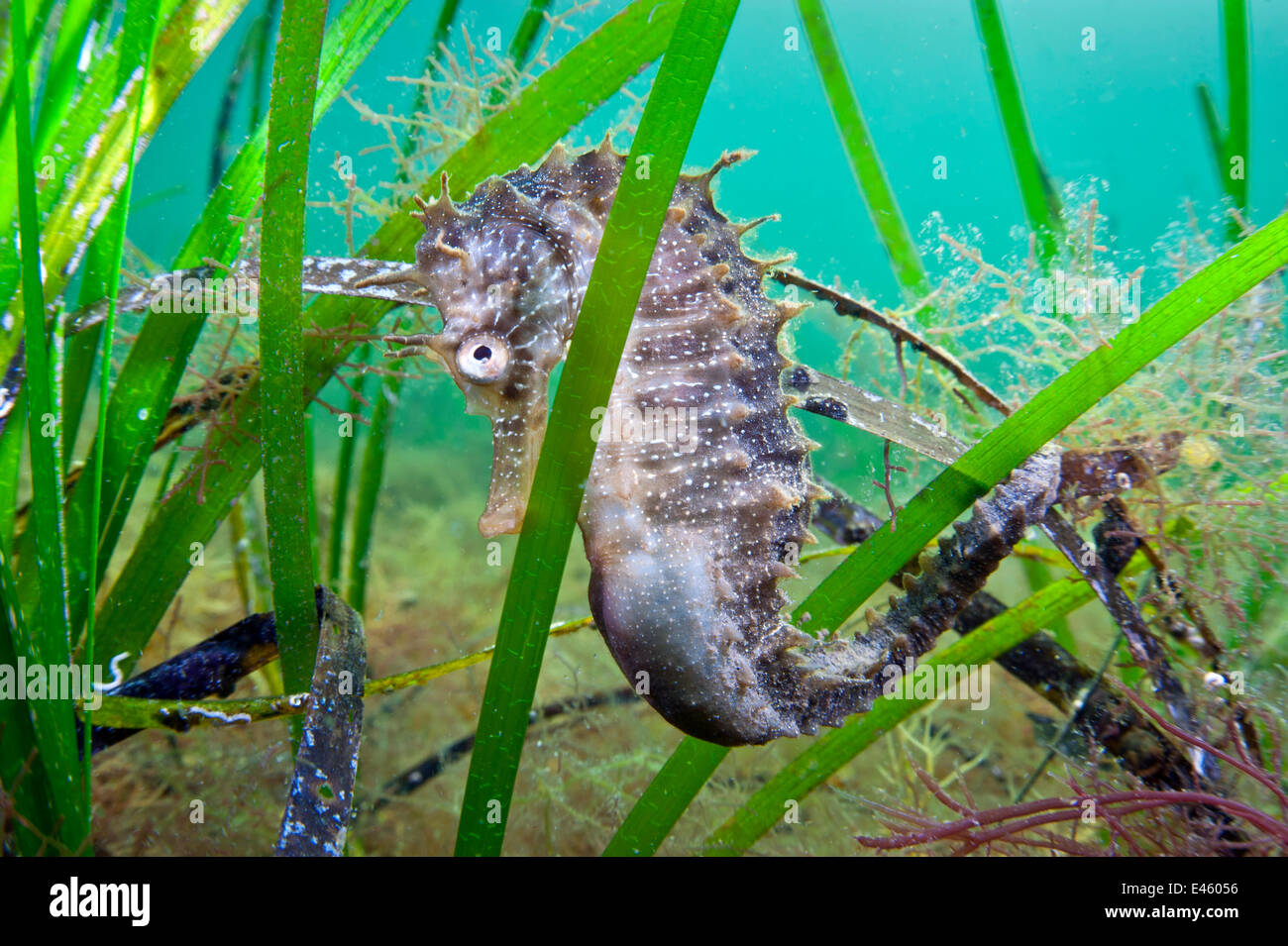 A male Spiny Seahorse (Hippocampus guttulatus) hides in seagrass. Etang De Thau (Thau Lagoon), Montpellier, France, Europe, September. Stock Photo