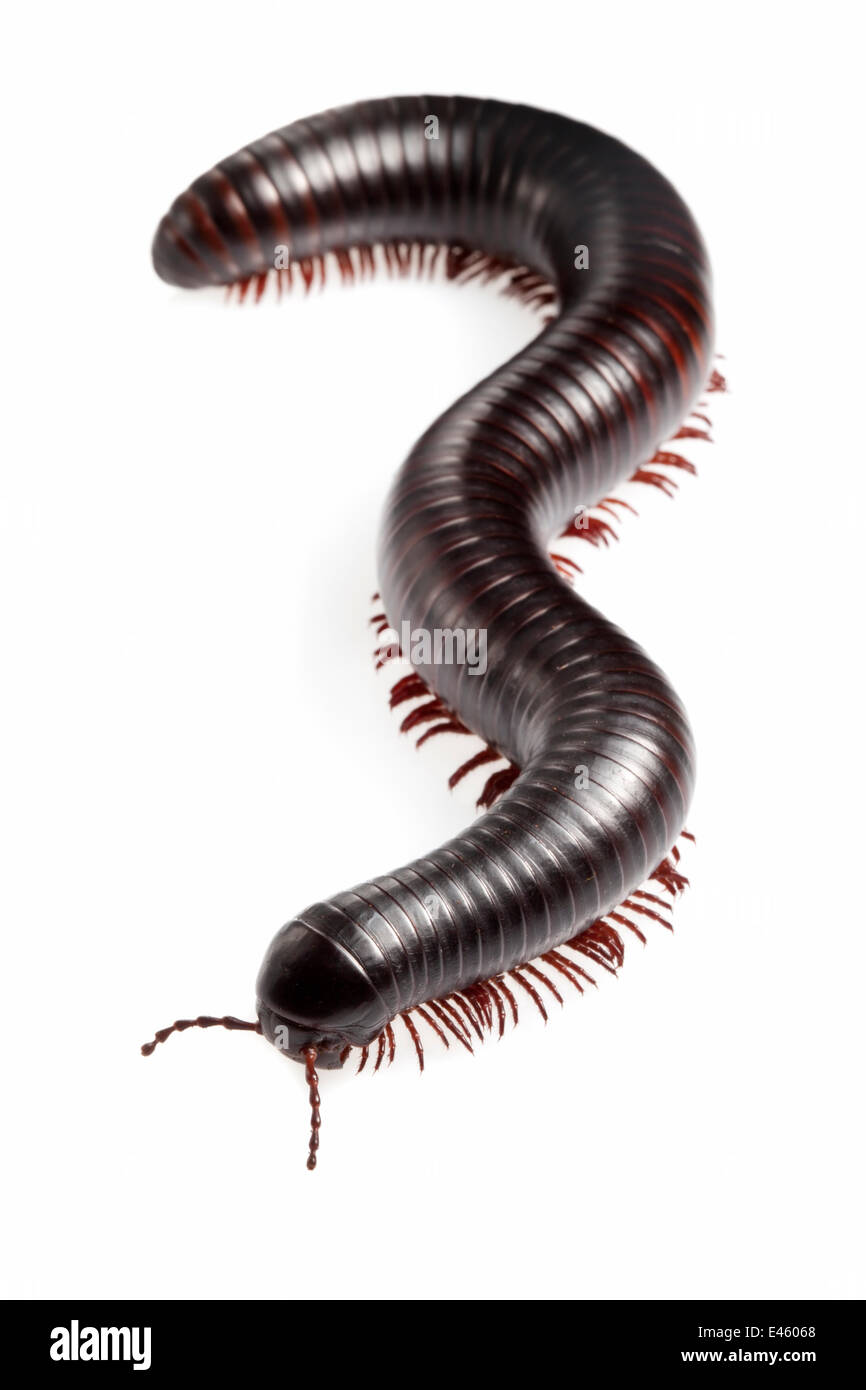 Tanzanian Giant Millipede {Archispirostreptus gigas} Captive, originating  from Africa Stock Photo - Alamy, image size:866x1390
