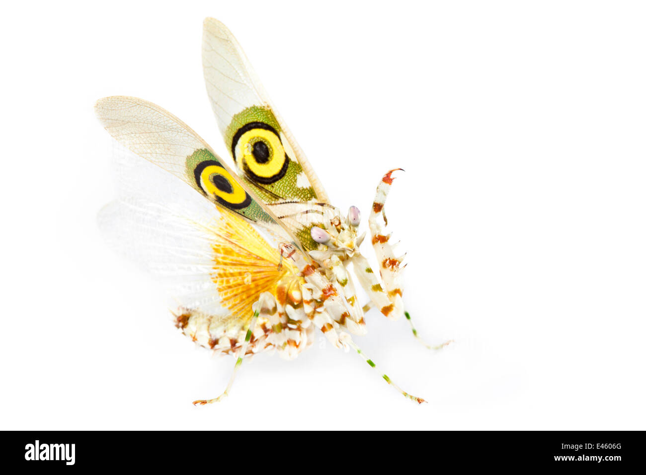 Spiny flower mantis (Pseudocreobotra wahlbergii) in threat display with wings extended showing eye spots on wing cases. Captive, originating from Africa. Stock Photo